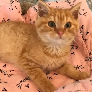 Fundraising Page: mary dow